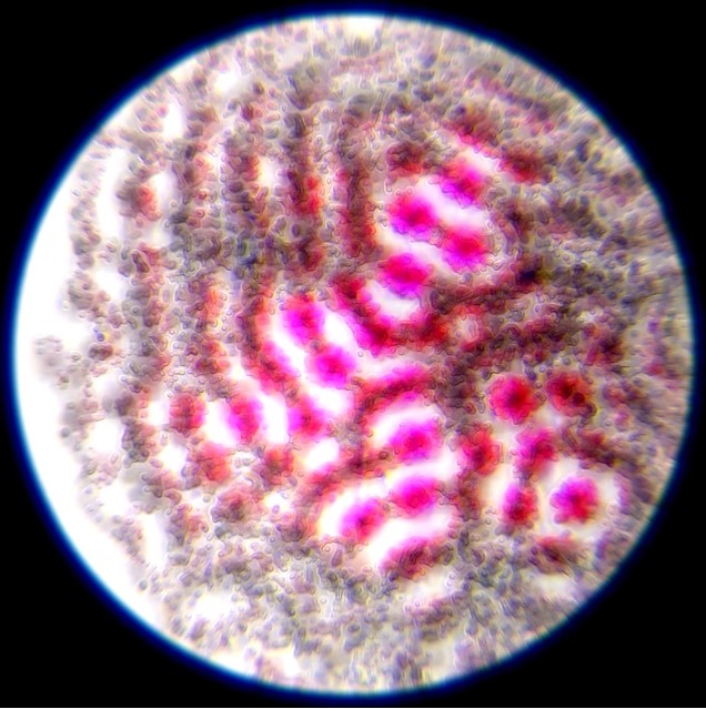 Portrait of ciphrd